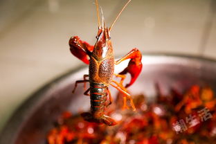 2017成都潮生活小龍蝦節 瘋了 成都這家地道美式蝦工廠,居然能夠自助吃小龍蝦